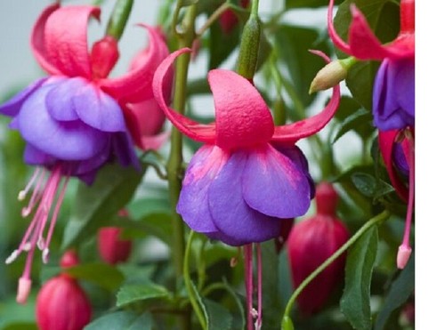 Fuchsia upright plug - ,
