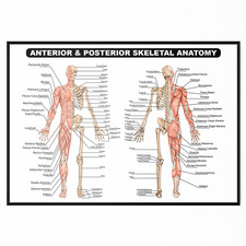 Muscular System Human Anatomy