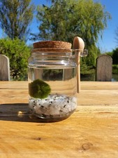 Marimo Moss Ball Pet &