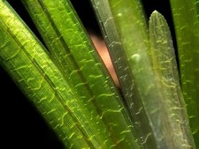 Jungle Vallisneria MIN 30CM