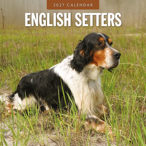 English setters 2027 - setters, square