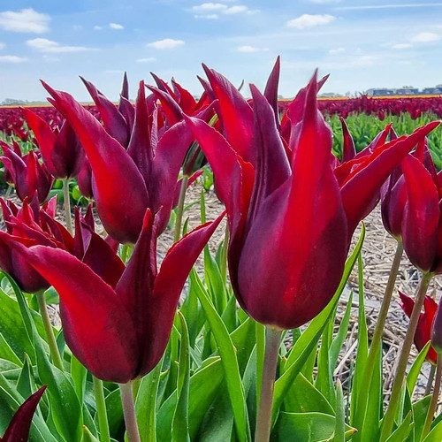 Sara raven tulips bulbs - 10,