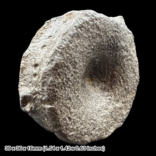 Ichthyosaur fossil vertebra - ichthyosaur,