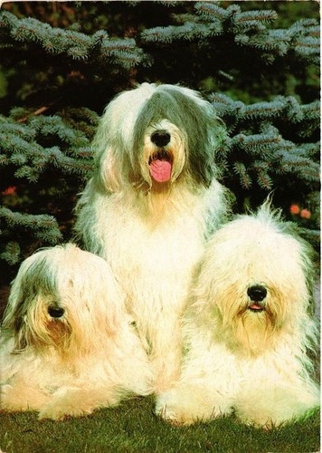 Cpm bobtail dogs - cpm,