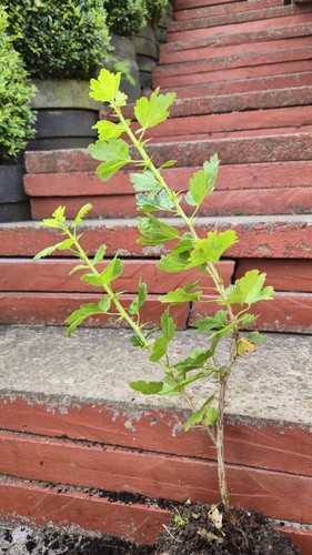 Gooseberry plant shrub - plant,