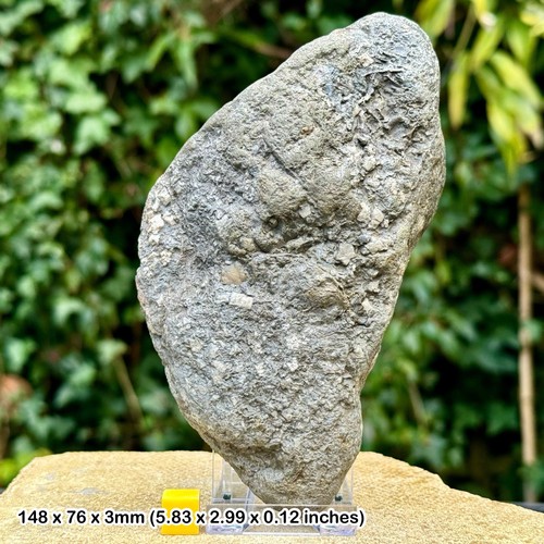 Jurassic crinoid star slab - jurassic,