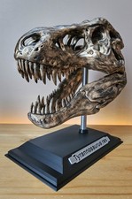 T-REX Skull Fossil Replica Hand Painted Large 3D Print With Stand 
