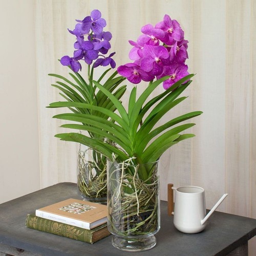 Orchid vanda rear purple - orchid,