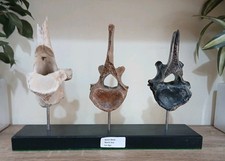 Fossil ice age bison - fossil,