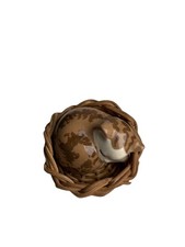 Szeiler Kitten Cat in basket