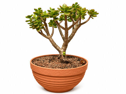 Jade plant money tree - money,