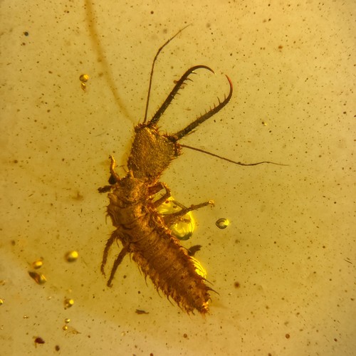 Larvae burmese burmite - in, /