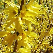 Forsythia Lynwoods Gold Shrubs