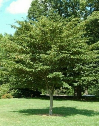 Carpinus japonica japanese - japonica, /japanese