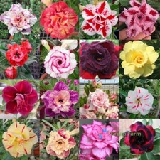 100 Seeds Adenium Mixed Types