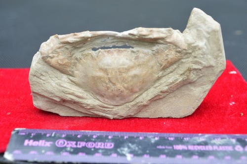Rare fossil crab - fossil,