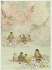 Printed Translucent / Vellum