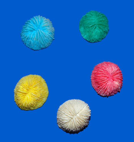 Five colored mushroom - five,