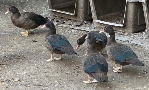 Fresh muscovy duck eggs 3 - muscovy,