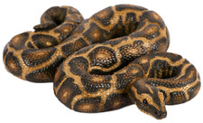 Python Snake Ornament Garden Creations Home Decor Resin Statue Jungle Theme