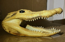 Alligator Head