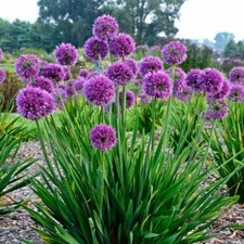 Allium 'Lavender Bubbles' -