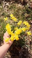 Easy to Grow Narcissus