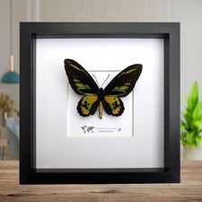 Ornithoptera rothschildi