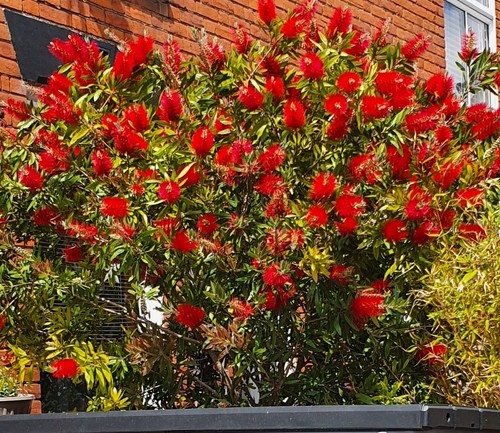 Crimson bottlebrush plant - crimson,