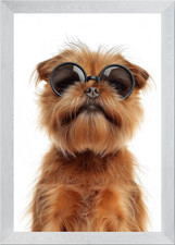 Cool Brussels Griffon Dog