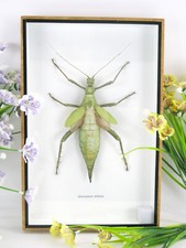 Heteropteyx dilatata in XL 3D Display Case - Real Giant Exotic Insect