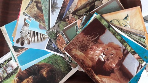Postcards wild animals - wild,