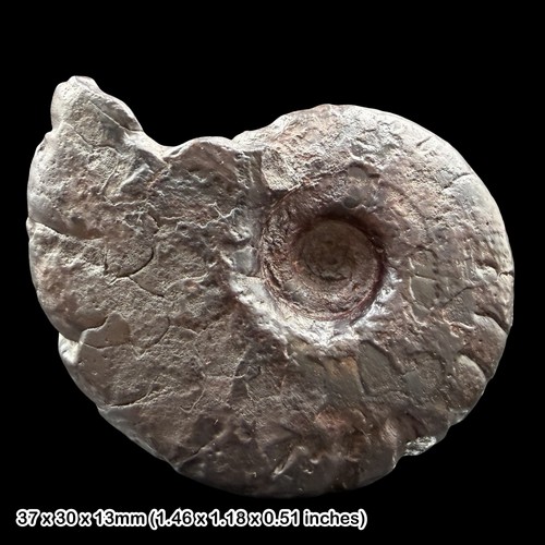 Gonioclymenia goniatite fossil - gonioclymenia,