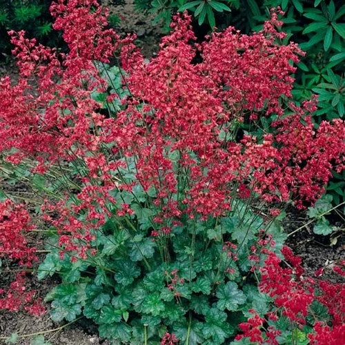 Heuchera firefly herbaceous - 6,