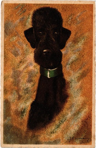Cpa caniche noir - noir, dogs