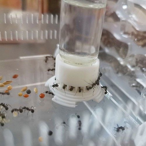 Ant farm water - water, feeding