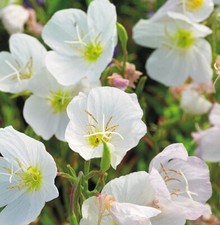 Oenothera pallida 'Innocence' / White Evening Primrose / 100 Seeds