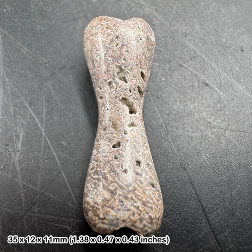 Fossil genuine dinosaur bone