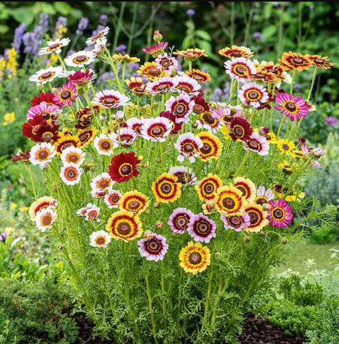 Painted daisy rainbow - painted,