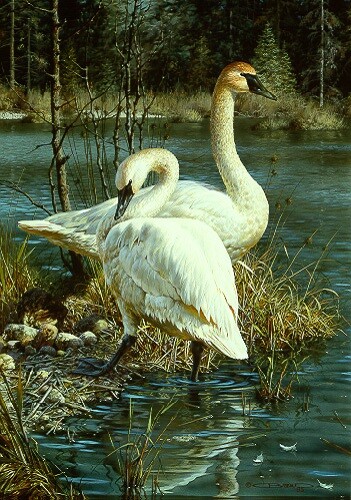 Carl brenders white - white, elegance