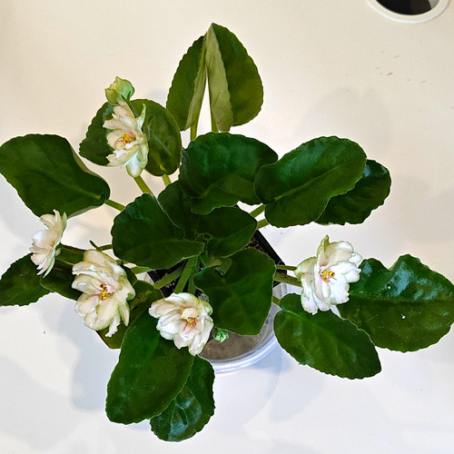 African violet adult - adult, ek