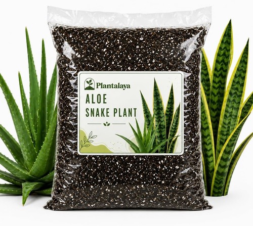 Aloe vera snake plant - aloe,