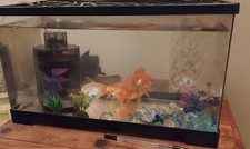 4 Fish And Aquarium Plus Accessories
