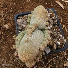 Rare Cacti SucculentLiving
