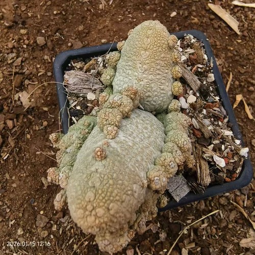 Rare cacti succulentliving - rare,