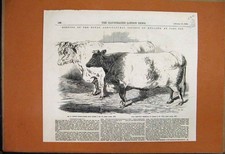 Original Old Antique Print