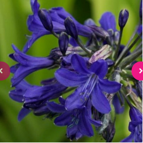 Agapanthus plant starry night - starry,