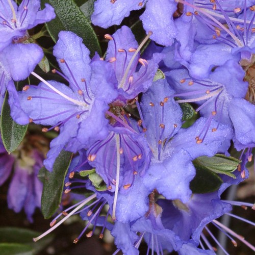 Rhododendron night sky shrubs - rhododendron,