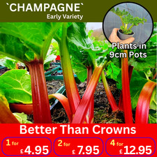 Champagne Rhubarb Plants Mid