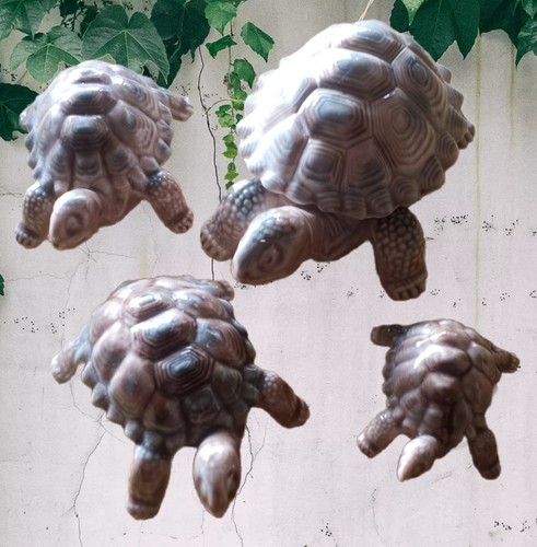 Set wade tortoises - set, 1